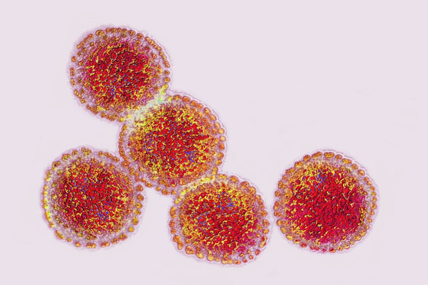 Le virus de la grippe aviaire aurait muté dans l'organisme d'un patient américain