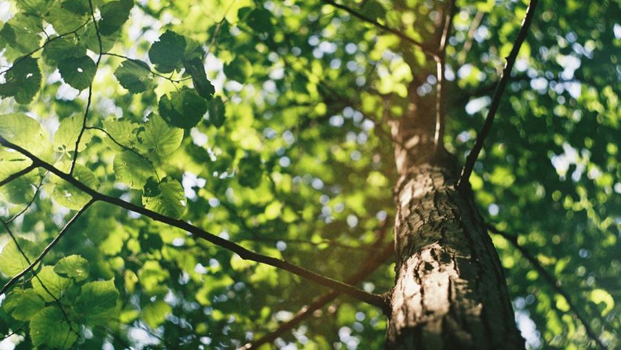 Les soins professionnels aux arbres ne sont pas un luxe
